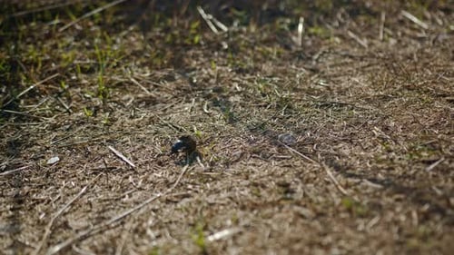 Tiny dung beetle rolling piece of crap up to small hillside, static view