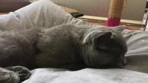 Guapo gatito británico de pelo corto lamiéndose los labios en espera de un sabroso aperitivo