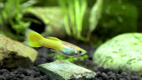 Wunderschöner Flammenguppy