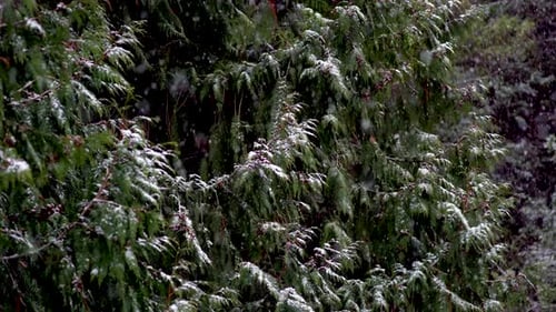 La neige tombe doucement sur les feuilles caduques vertes tombantes, fond d'hiver