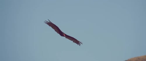 Turkey Vulture Flying Gracefully Across Arid Desert Mountain Landscape
