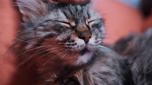 Katze putzt sich zu Hause. Katze leckt Pfoten und wäscht sich das Gesicht.. Katze leckt sich zu Hause