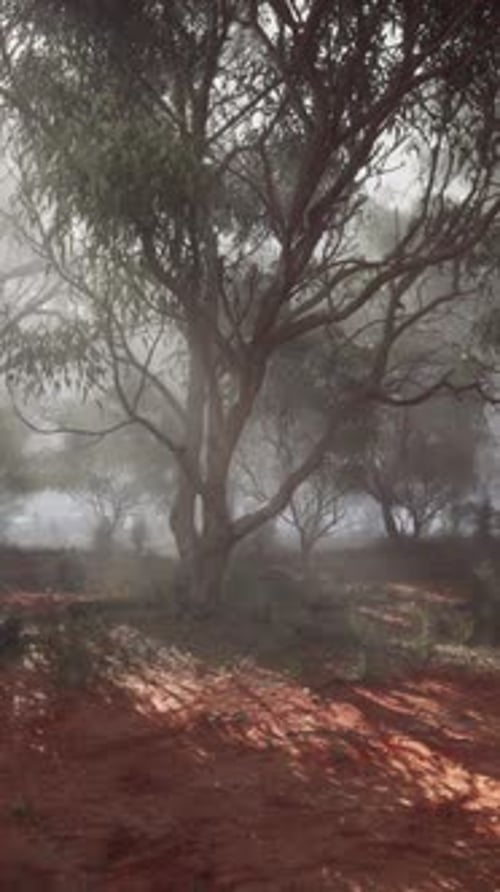 A Misty Forest with Dense Foliage and Towering Trees
