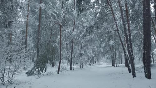 Beautiful Winter Snowy Forest Road