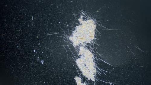 Cyanobacteria algae movement in light under microscope dark field view