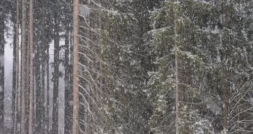 Snowfall in the forest