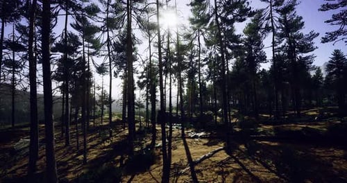 Bright Sunlight Filters Through Tall Pine Trees in a Serene Forest Setting