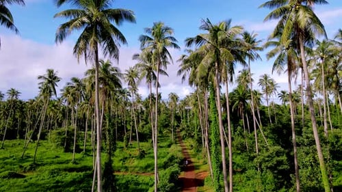a Road Between Palm Trees at the Island of Koh Mak Thailand