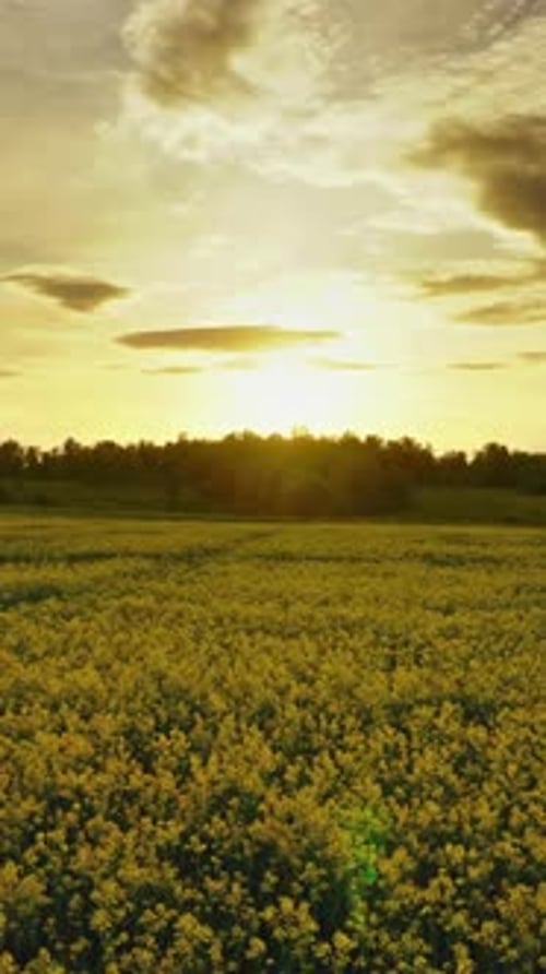 Landscape with flowering rapeseed field, timelpase