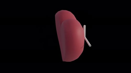 Rotating Red Heart with Beating Pulse Isolated on Black Background