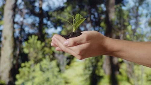 Black Dirt Mud With A Tree Sprout In Farmer'S Hands Crop In The Forest