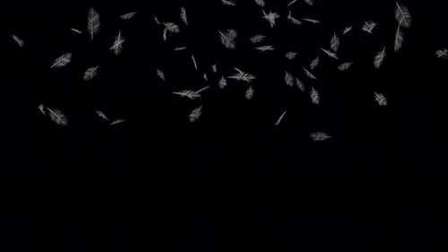 Soft White Feathers Falling Overlay Animation