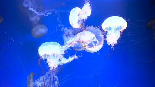 Jellyfish Swimming in an Aquarium Selective Focus