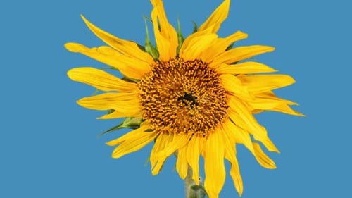Close Up of Sunflower Blooming on Blue Background