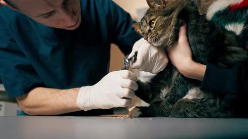 dans une clinique vétérinaire, le propriétaire tient un chat et le médecin lui taille les griffes