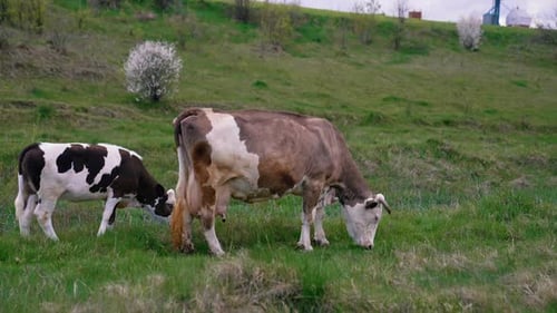 Milk cow and a calf on pasture. Dairy cow eating grass on field. Little calf grazing together