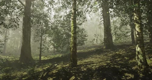 Misty Forest Landscape with Sunlight Filtering Through Trees in Early Morning