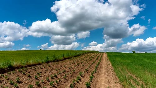 Rural landscape