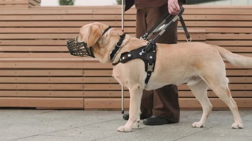 Blind Man Holding Cane and Harness of Guide Dog for Support on Walk