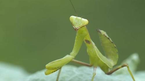 Praying Mantis