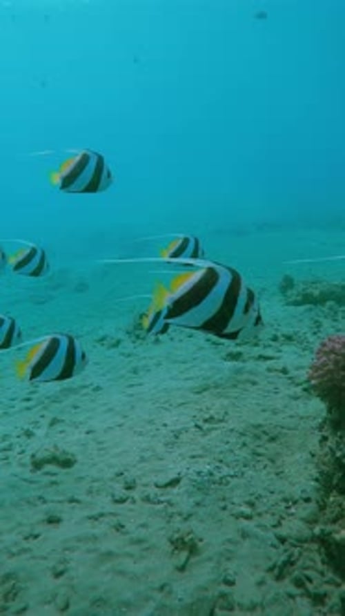 school of colorful Bannerfish swim in water over sandy bottom