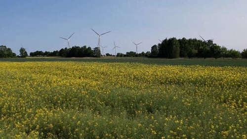 Aerial View Wind Turbine on Yellow Farm Canola Field in Rural Area Wind Power Plant Generating