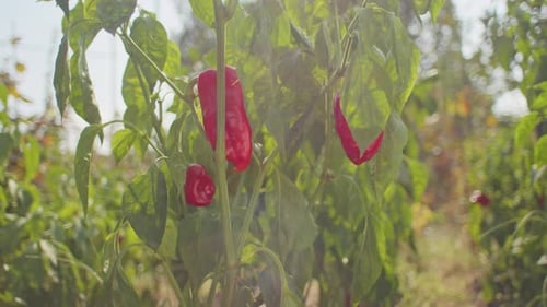 Red Chili Peppers Hanging on Plant with Garden Background Spicy Food and Agriculture Concept for