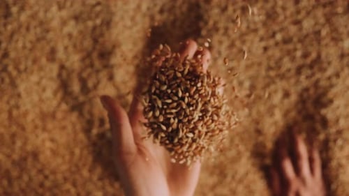 A human hand holding a handful of grain on a wheat background. Slow motion