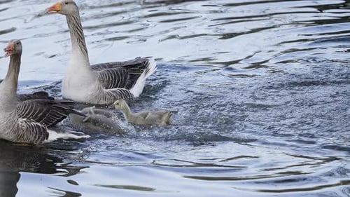 slow motion footage of baby geese jumping into pond for one of their first swims