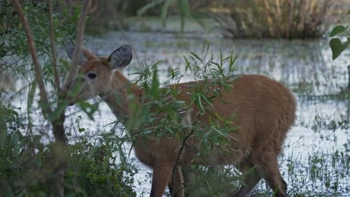 Slow Motion of Deer Tracks Through Reeds and Water Plants