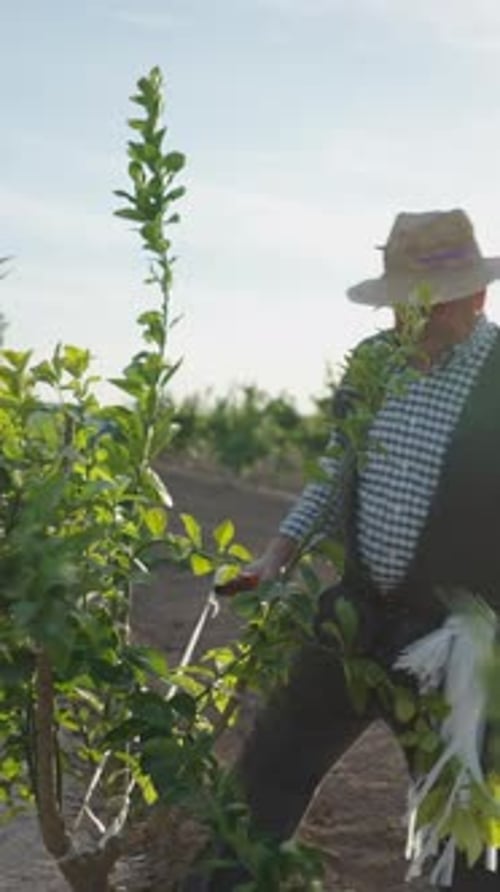 Velho fazendeiro trabalhando na plantação de laranjas e rindo