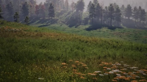 Pine Tree Forrest in the Montains
