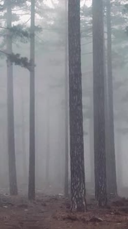 Vertical Video Misty Forest Flight Between Trees in the Foggy Forest