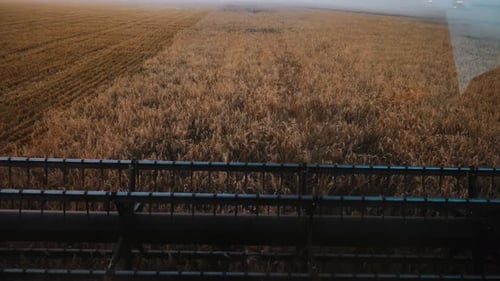 Harvesters for Harvesting Grain While Working View From the Combine Harvester Cab Harvesting