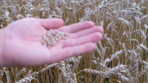The Farmer Holds Ears of Ripe Wheat in His Hands Against the Background of a Wheat Field