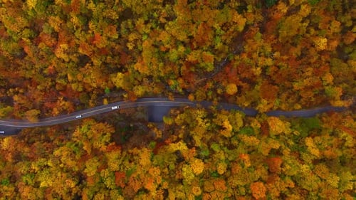 Two cars riding by the wavy highway in the colorful forest. Top view on the woods in autumn.