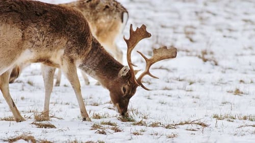 Damhirsche, die im Winter auf verschneiten Feldern weiden — Natur in Zeitlupe