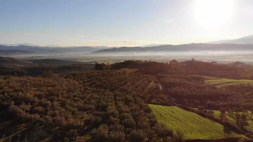 Fliegen Sie über den Olivenhain Olea Europaea auf Kreta