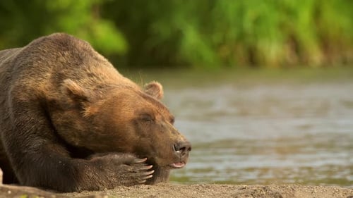 Braunbär schläft und ruht sich an der nebligen Küste Kamtschatkas aus