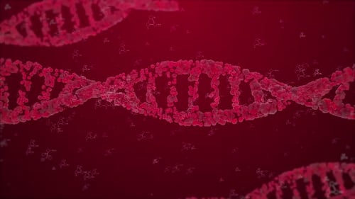Animated Red DNA Double Helix Loop