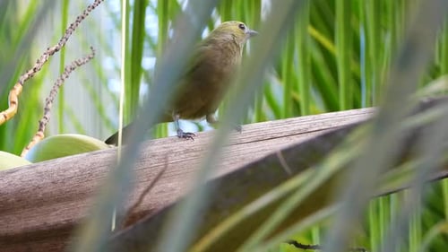 Palm Tanager Bird Perching In Tropical Palm Tree In Colombia. Closeup Shot