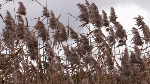 Wind rustles cane reeds on mountain lake, creating a tranquil autumn scene.