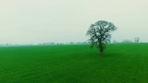 Solitary Oak Tree Rising From Foggy Green Countryside Field Dense Mist Covering Rural Farmland and