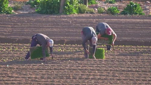 Planting lettuce vegetable in agricultural field. Farmworker or farmer produce lettuce and plant the