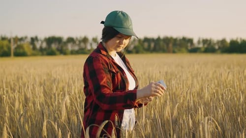 Agronomist Checks the Spikelet for Ripeness and Enters the Data Into the Tablet