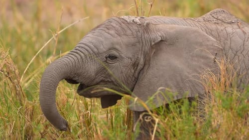 Süßes Elefantenbaby in Nahaufnahme in natürlicher Wildtierumgebung