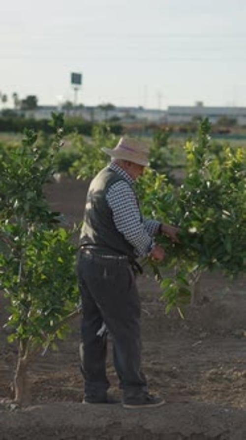 Agricultor trabalhando nas plantações de laranja podando as árvores Golden Hour Shot