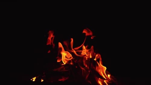 Burning out bonfire at night. Tongues of orange hot flame licking the air. Black backdrop.