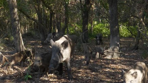 Wildschweine