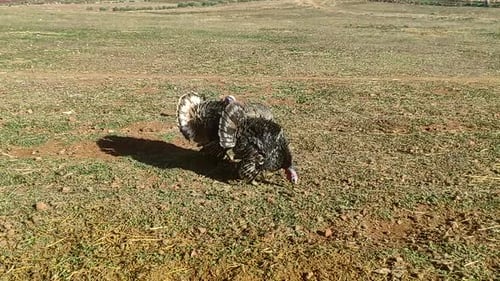 Turkeys give voice, turkeys make sounds, bird songs. Live beautiful turkey. Display strutting tail